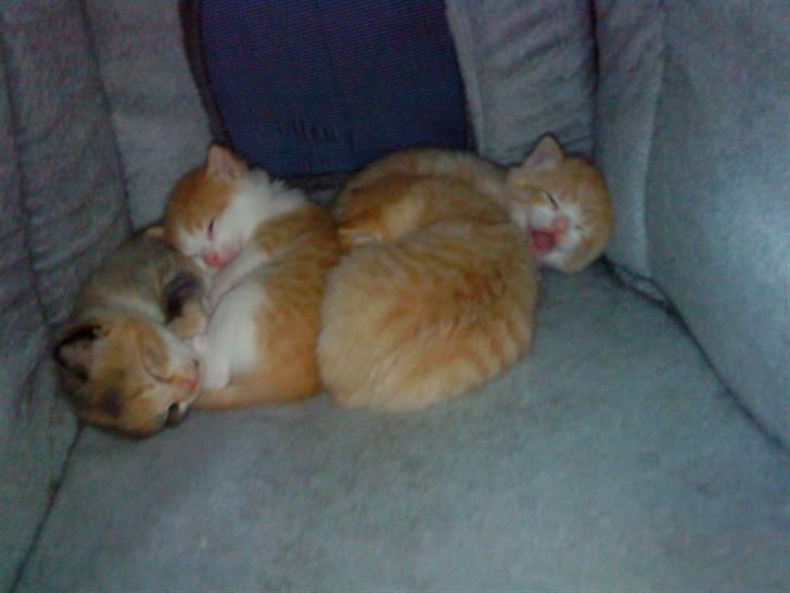 Blanding af racer berta - mine små killinger billede 11