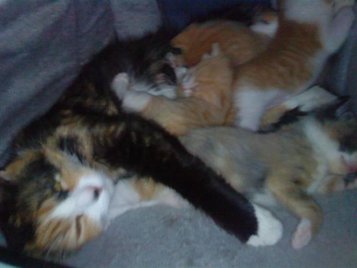 Blanding af racer berta - mig med mine søde børn billede 12