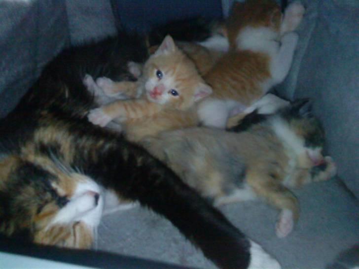 Blanding af racer berta billede 13