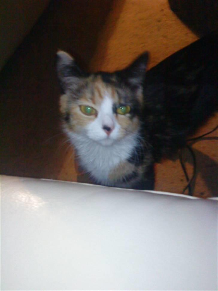 Blanding af racer berta billede 14