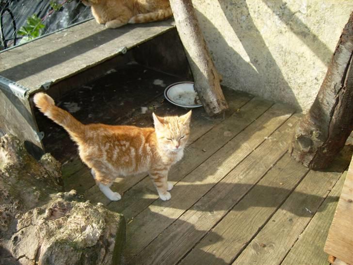 Blanding af racer mulle 2008*    +2009 billede 19