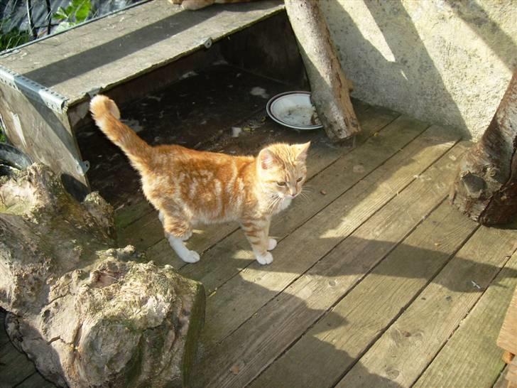 Blanding af racer mulle 2008*    +2009 billede 20