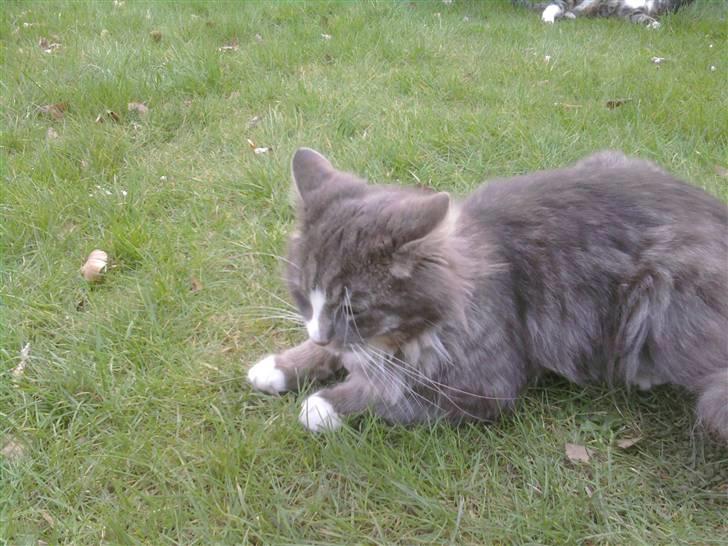 Maine Coon Emil billede 16