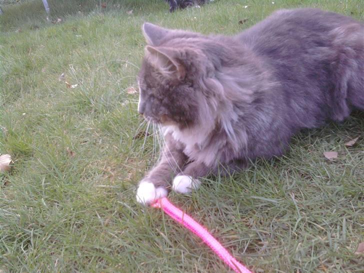 Maine Coon Emil billede 17