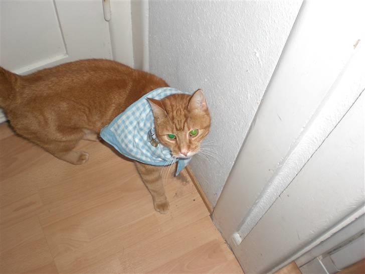 Huskat Emil<3 billede 1