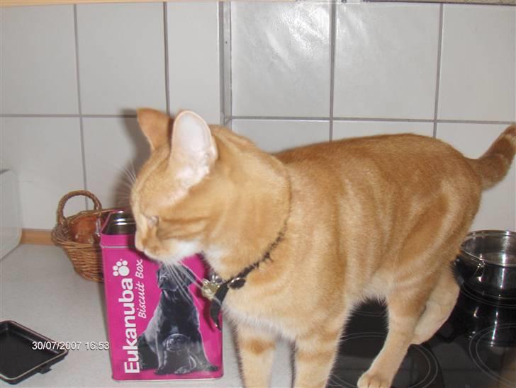 Huskat Emil<3 - aaah det var godt med noget mad. billede 2