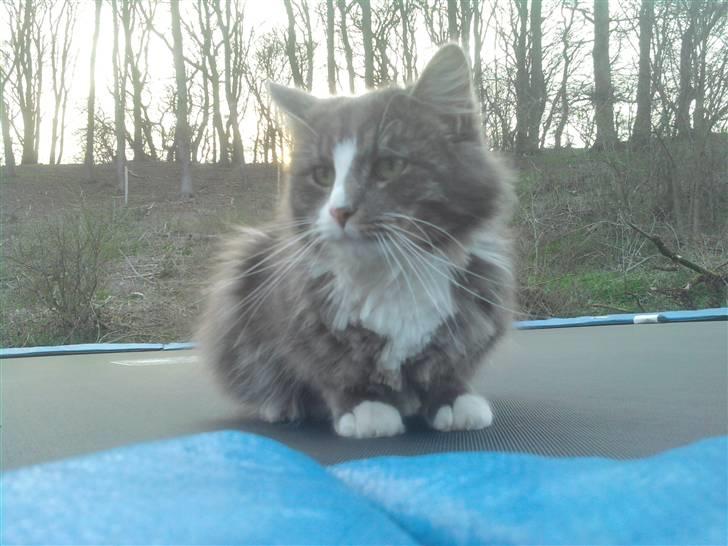 Maine Coon Emil billede 19