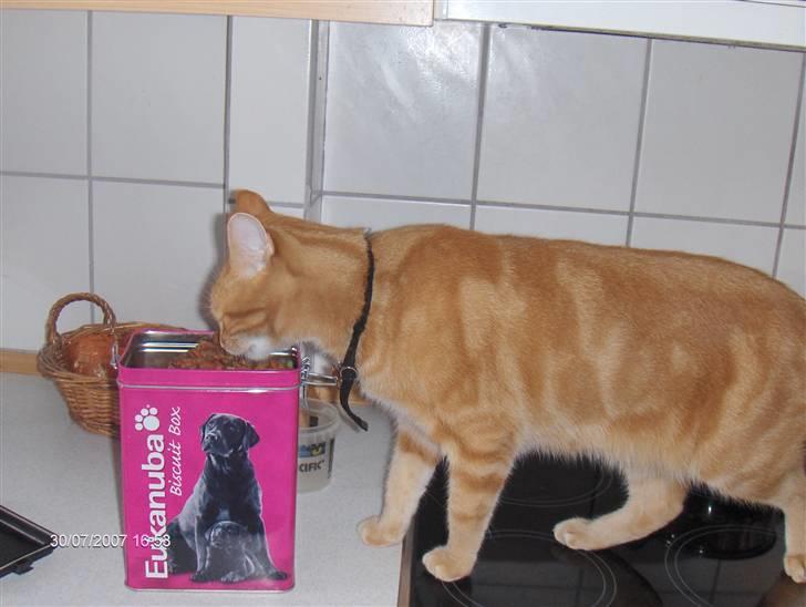 Huskat Emil<3 - mmmm mad jeg elsker mad.. billede 3