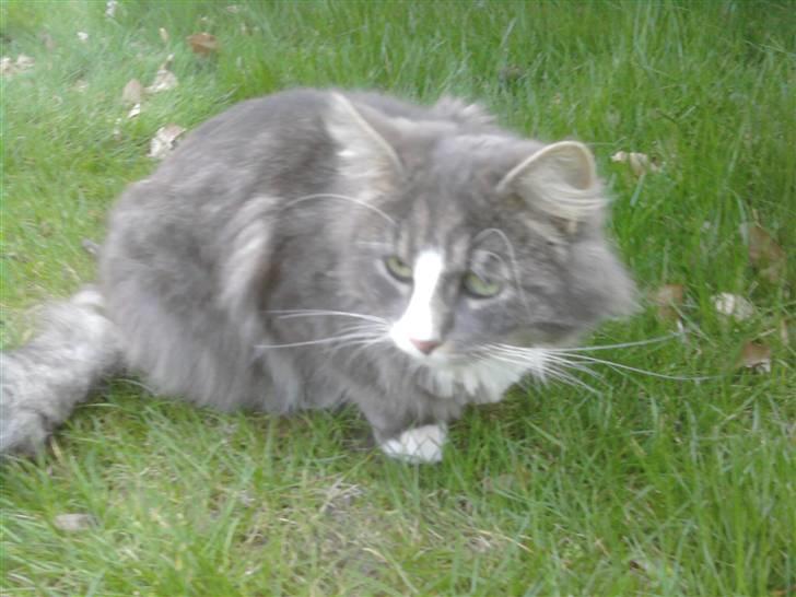 Maine Coon Emil billede 20