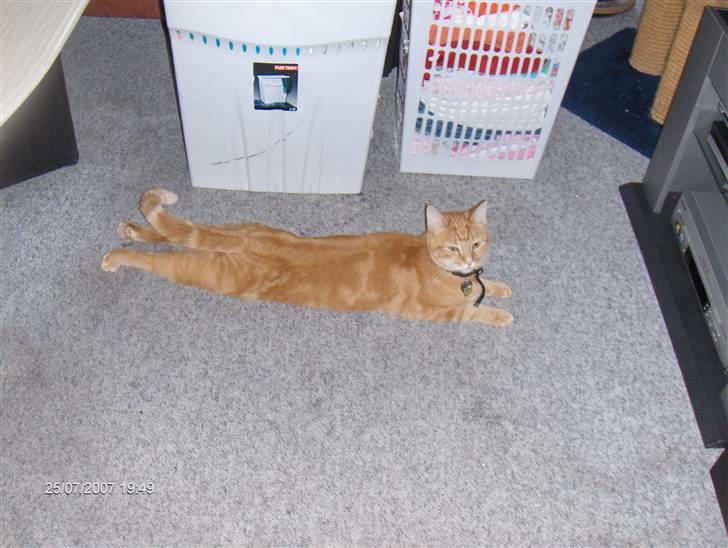 Huskat Emil<3 billede 4