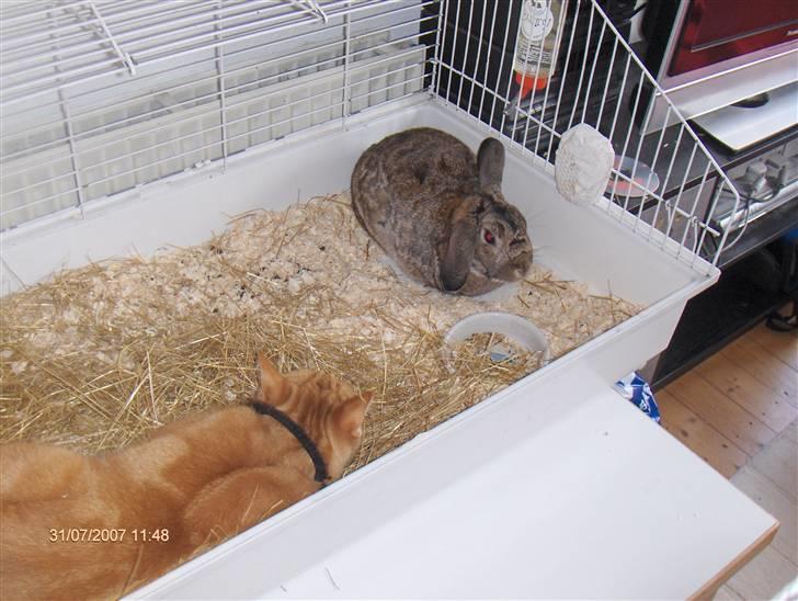 Huskat Emil<3 - zZzZzZzZ billede 5