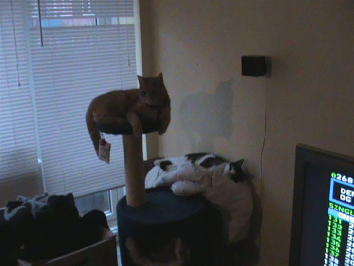 Huskat Emil<3 billede 6