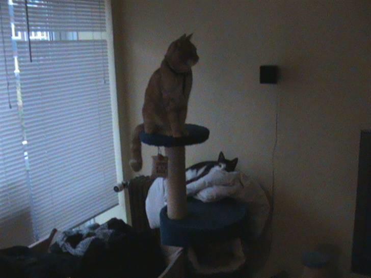 Huskat Emil<3 billede 7