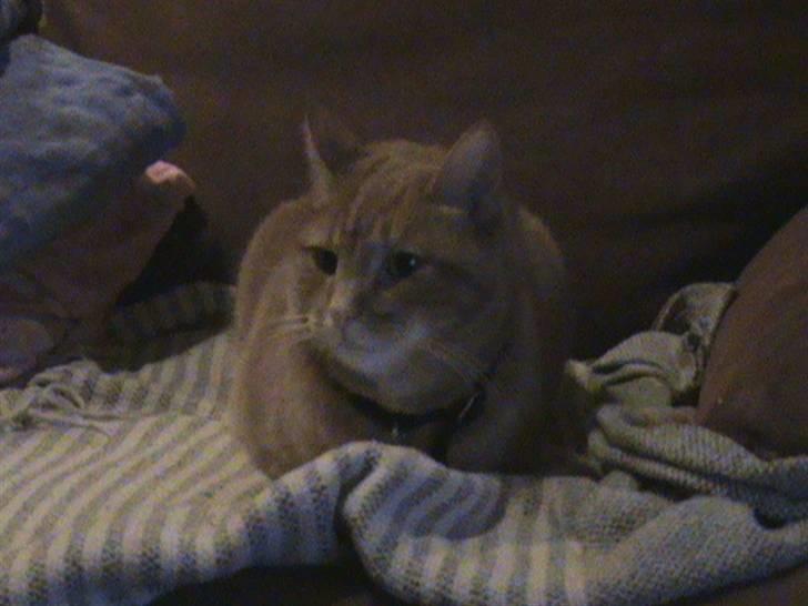 Huskat Emil<3 billede 8