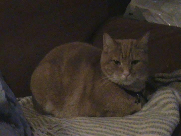 Huskat Emil<3 billede 9