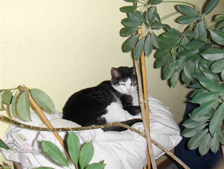 Huskat smila<3 billede 1