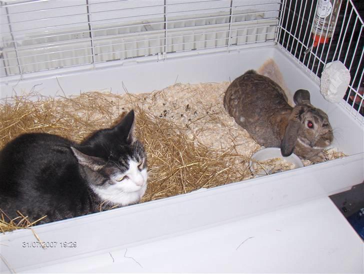 Huskat smila<3 billede 2