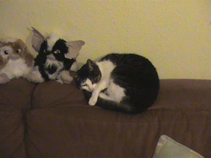 Huskat smila<3 billede 4