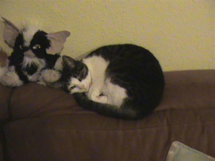 Huskat smila<3 billede 5