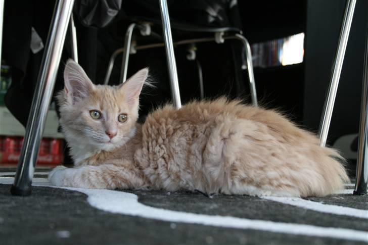 Maine Coon Oliver - 15 uger billede 3