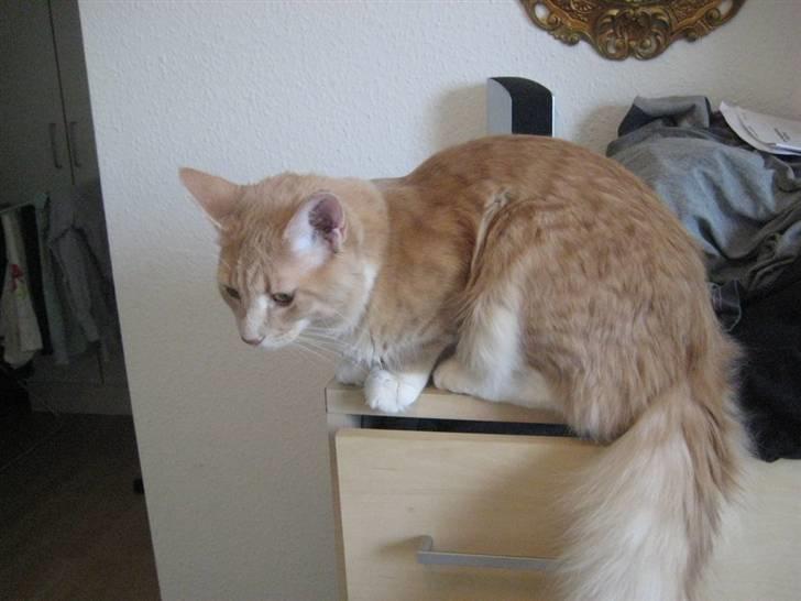 Maine Coon Oliver - 9 måneder -- Nov. ´09 billede 4