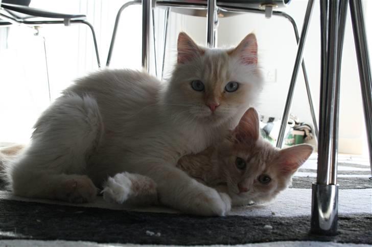 Maine Coon Oliver billede 5