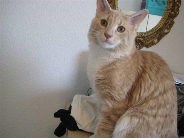 Maine Coon Oliver - 9 måneder -- Nov. ´09 billede 6