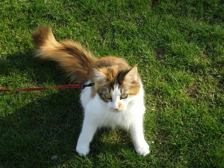 Maine Coon kaldenavn - Muska - Her er hun 11mdr. gammel. billede 1