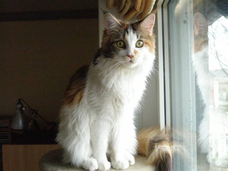 Maine Coon kaldenavn - Muska - den.8 marts 2009 billede 2