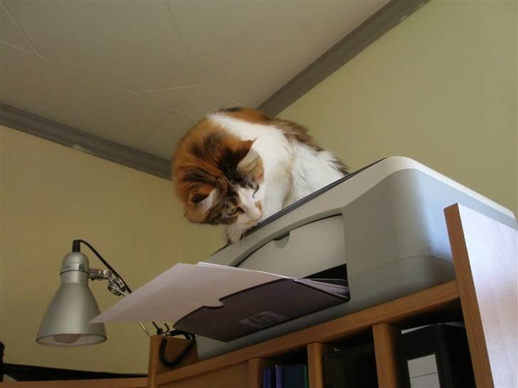 Maine Coon kaldenavn - Muska - Det hun elsker at kigge på ... synes det er et spændende ting :) billede 3