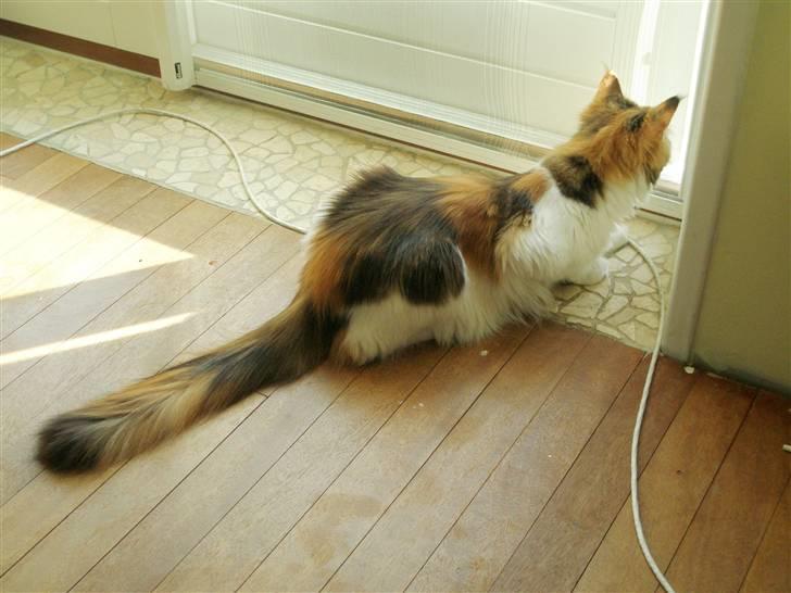 Maine Coon kaldenavn - Muska - Jegggggg villlllll megetttttt gerneeeee udddddddd .....  billede 4