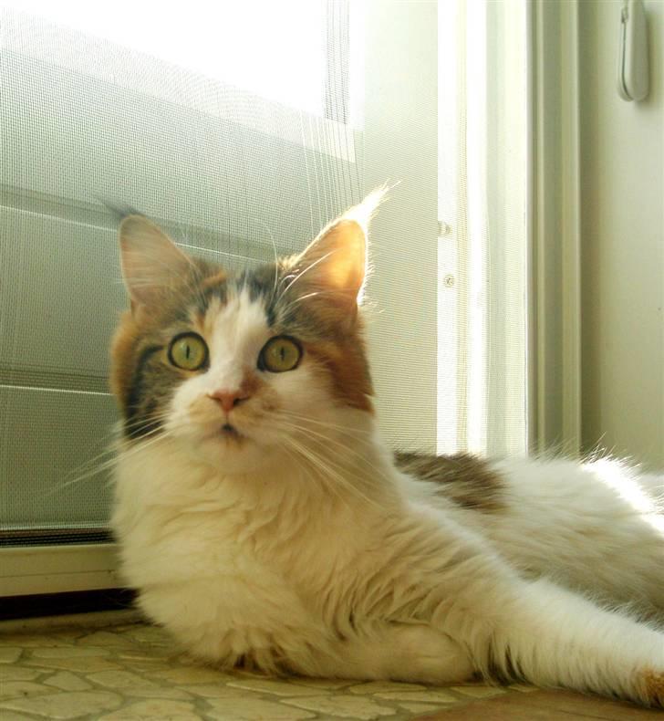 Maine Coon kaldenavn - Muska - den.23 april 2009 billede 5