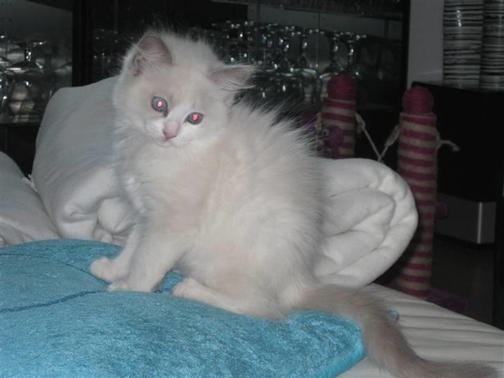 Ragdoll Chardolls Tyson (Oliver)  billede 5