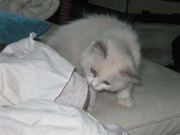 Ragdoll Chardolls Tyson (Oliver)  billede 6