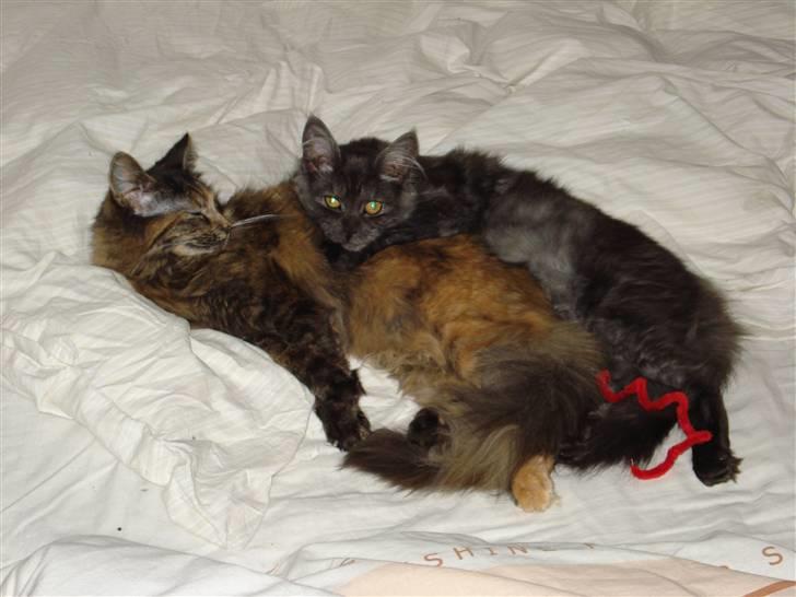 Maine Coon Emma billede 6