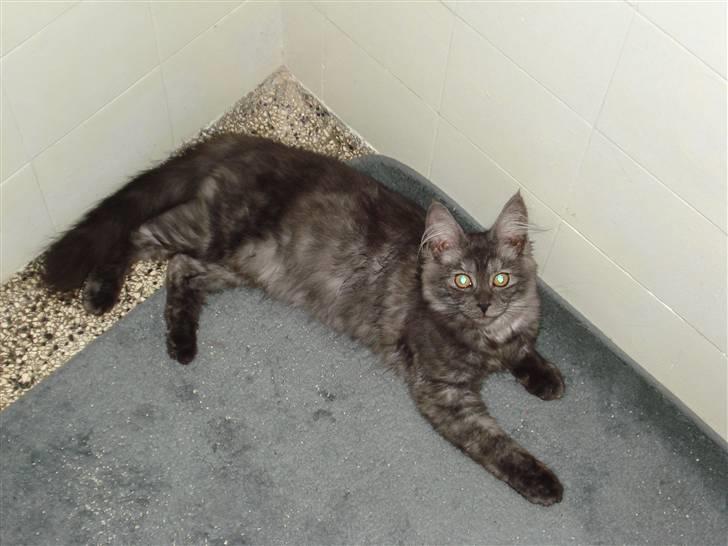 Maine Coon Emma billede 7