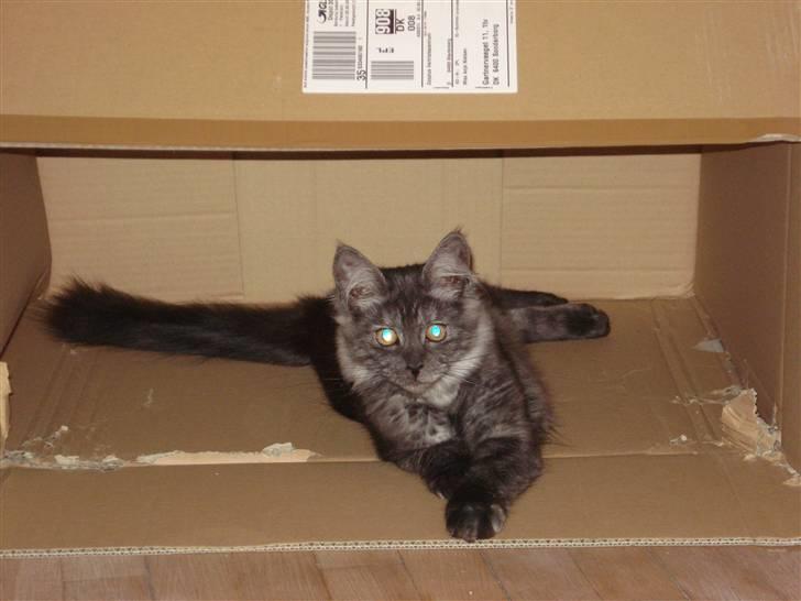 Maine Coon Emma billede 8