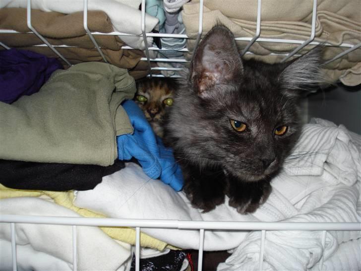 Maine Coon Emma billede 9