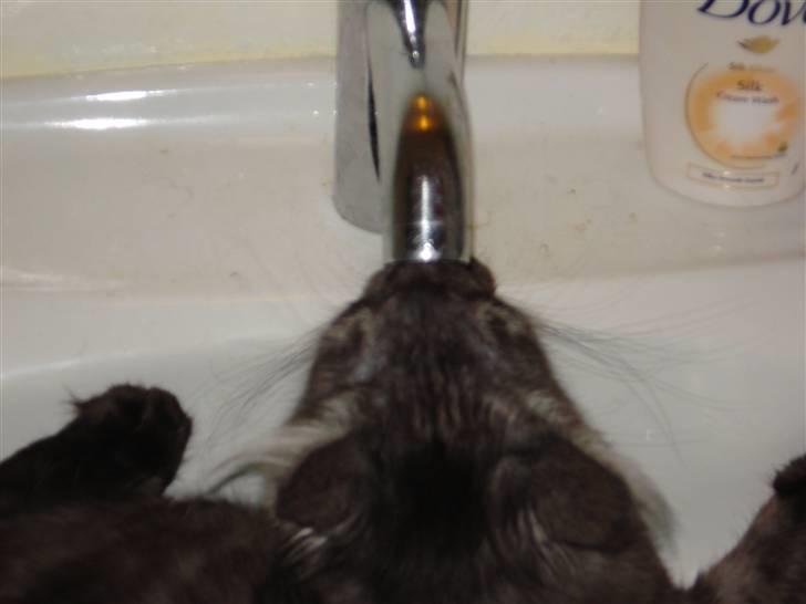 Maine Coon Emma billede 10