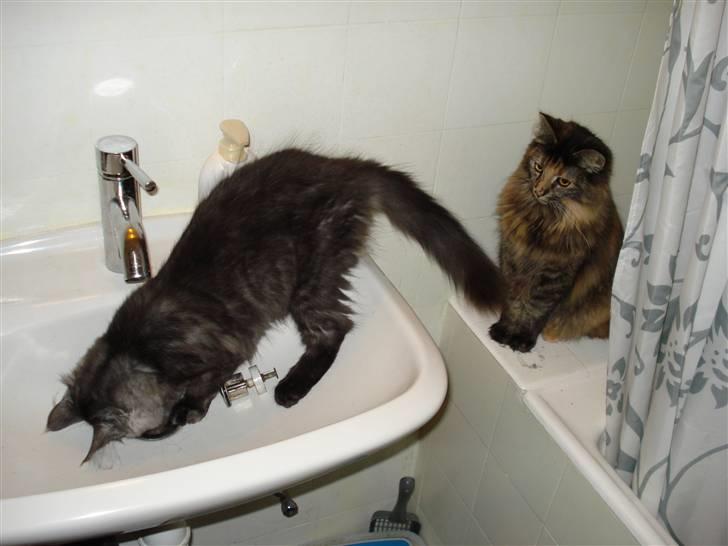 Maine Coon Emma billede 11