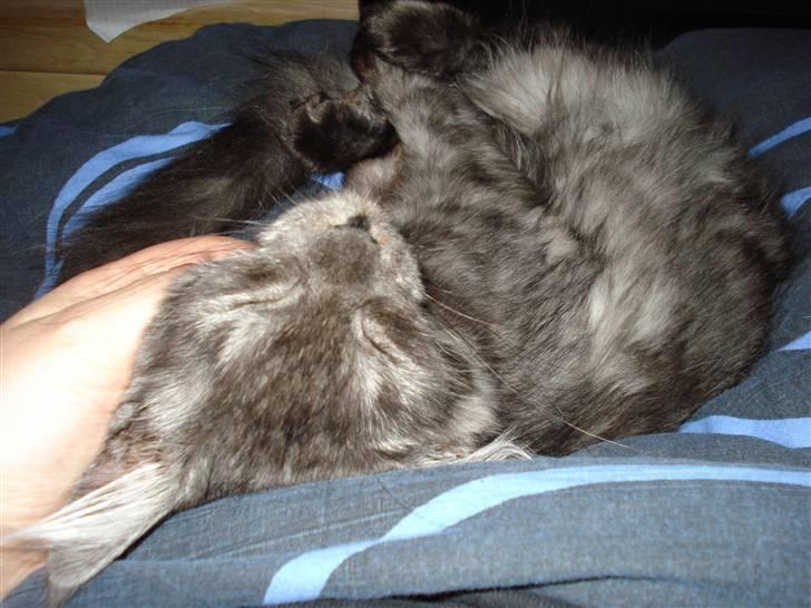 Maine Coon Emma billede 12