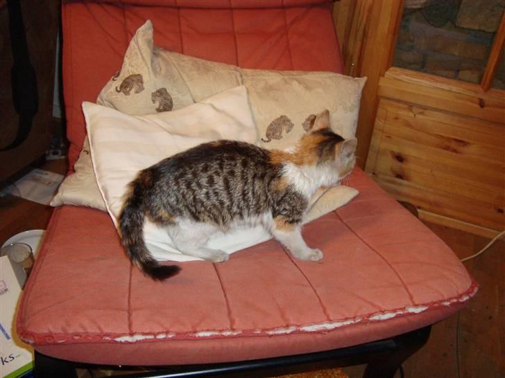 Blanding af racer Mille - Mille 3 mdr ca, da jeg lige havde fået hende hjem billede 5