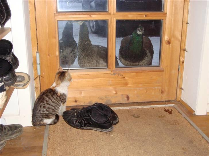 Blanding af racer Mille - De ser farlige ud billede 6