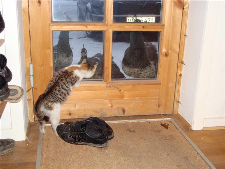 Blanding af racer Mille - Må lige kikke nærmere på de der fugle billede 7