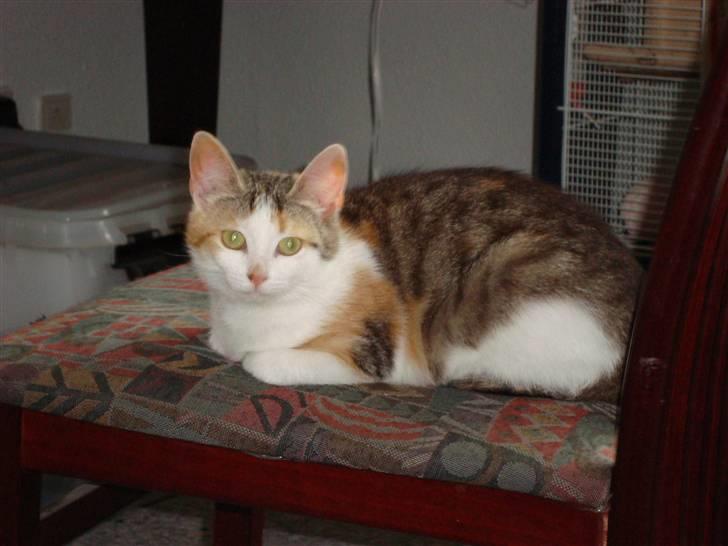 Blanding af racer Mille - 6 mdr, afslapning billede 8