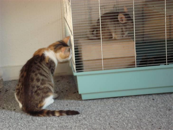 Blanding af racer Mille - Vil de mon lege? billede 9