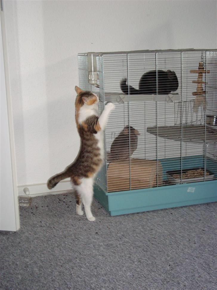 Blanding af racer Mille - Ja jeg kan næsten nå dem. billede 10