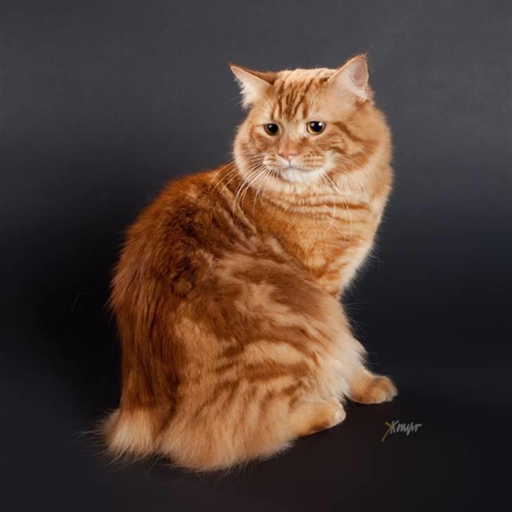 Manx Trolle - Vores Cymric "Trolle" billede 1