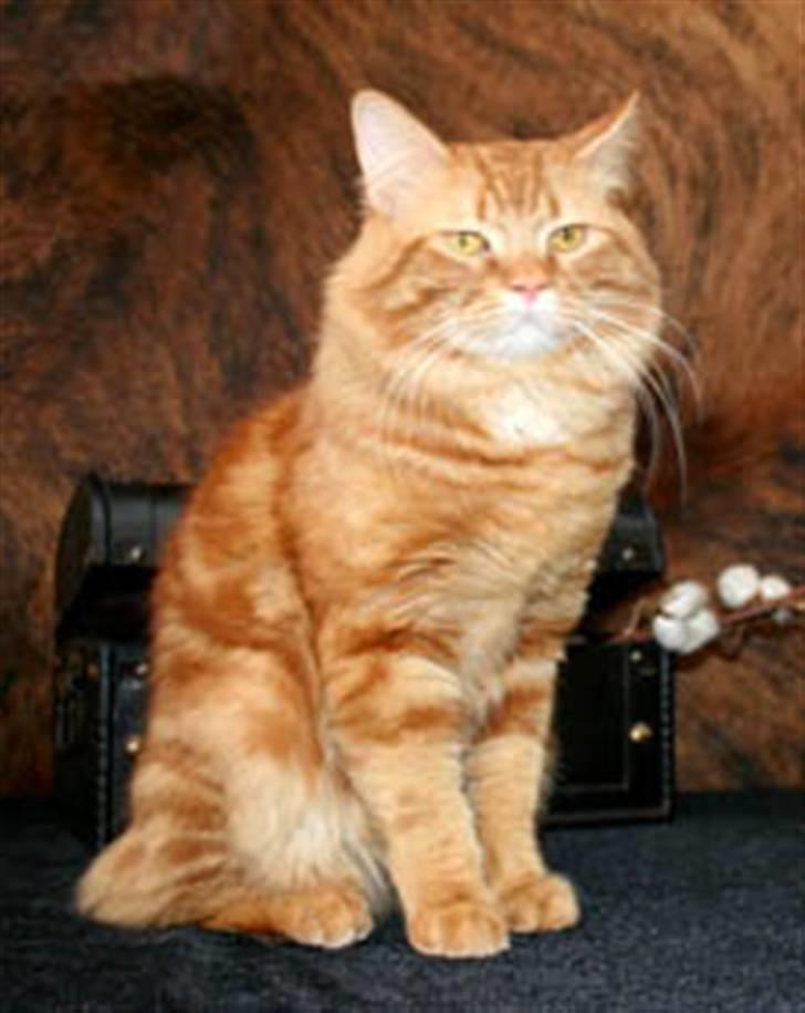 Manx Trolle billede 8