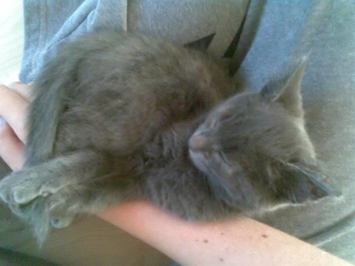 Blanding af racer Seavas - Her er han 12-13 uger gammel. Ikke meget større end en coladåse :-) billede 1